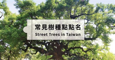 有香味的樹木|【森林素養題03】臺灣樹木群像：生活中的常見樹種點點名 